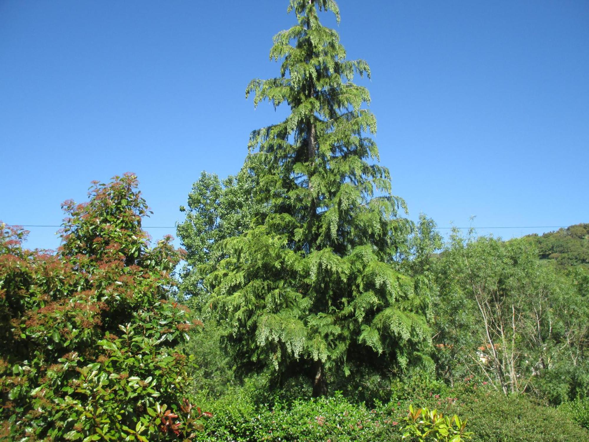 Vale de Pradinhos Bungalow "A Choupana" - Quinta Da Carvoica - Vale Pradinhos מראה חיצוני תמונה